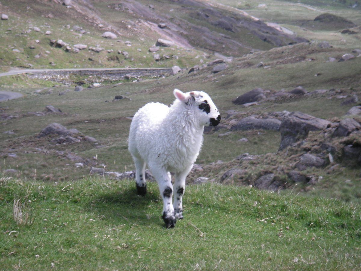 Whisky et Mouton